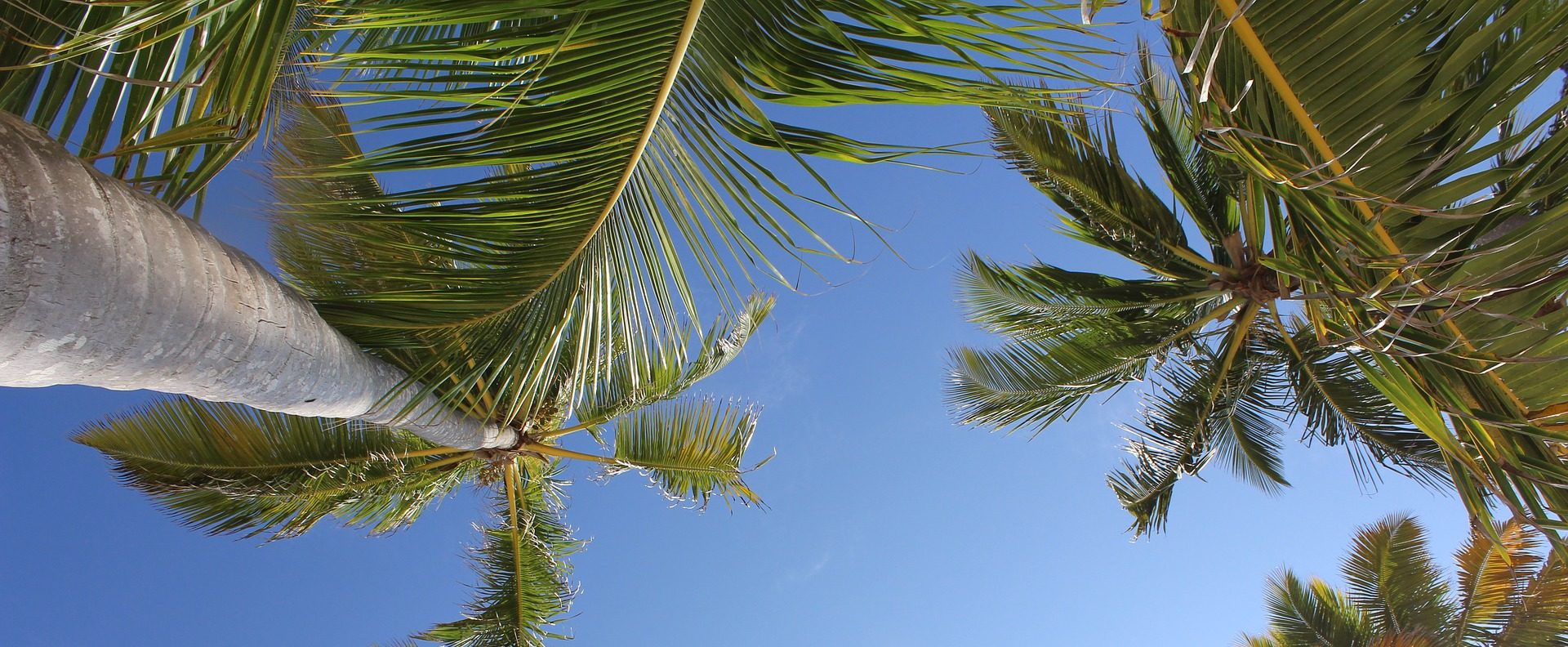 palm trees